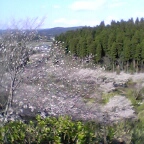 花がすみ