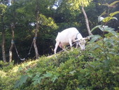 鈴木家のやぎ