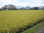黄金色の田んぼ