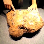 糞の化石