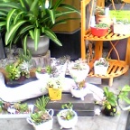 多肉植物屋コチレドン
