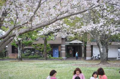 桜吹雪