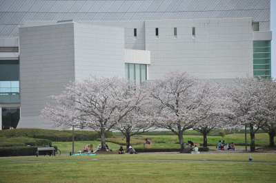 桜吹雪