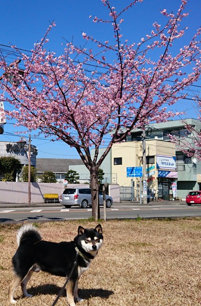 桜　♪