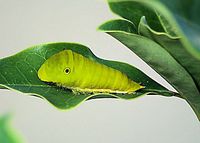 ミカドアゲハ幼虫