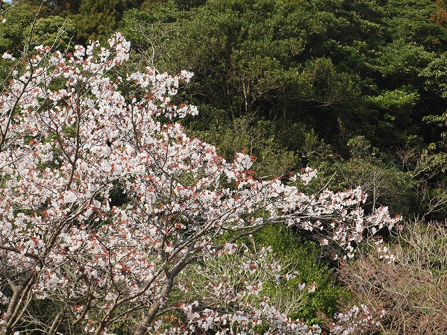 堀切峠の山桜